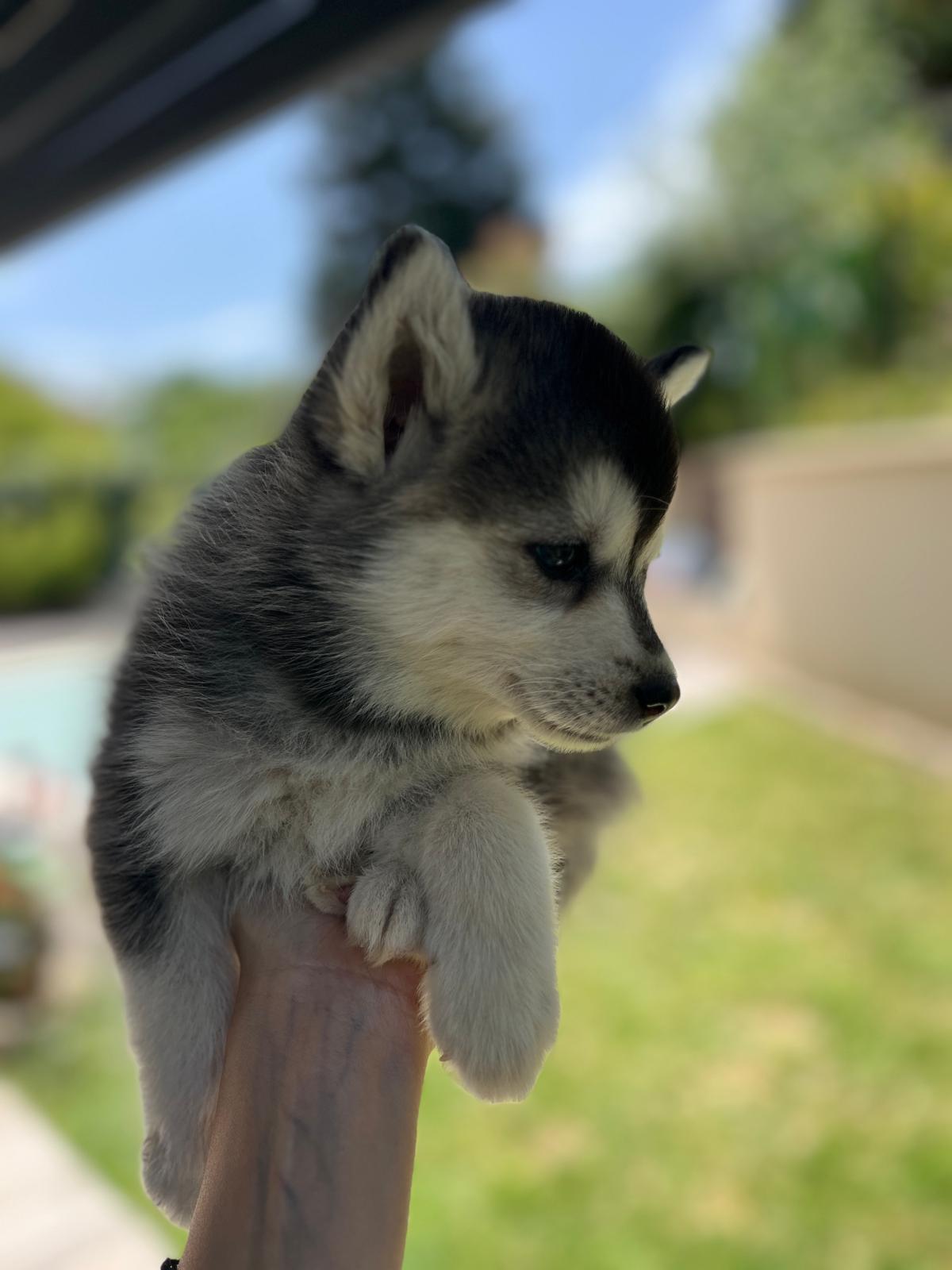 Biscuit - Chiot Pomsky 2