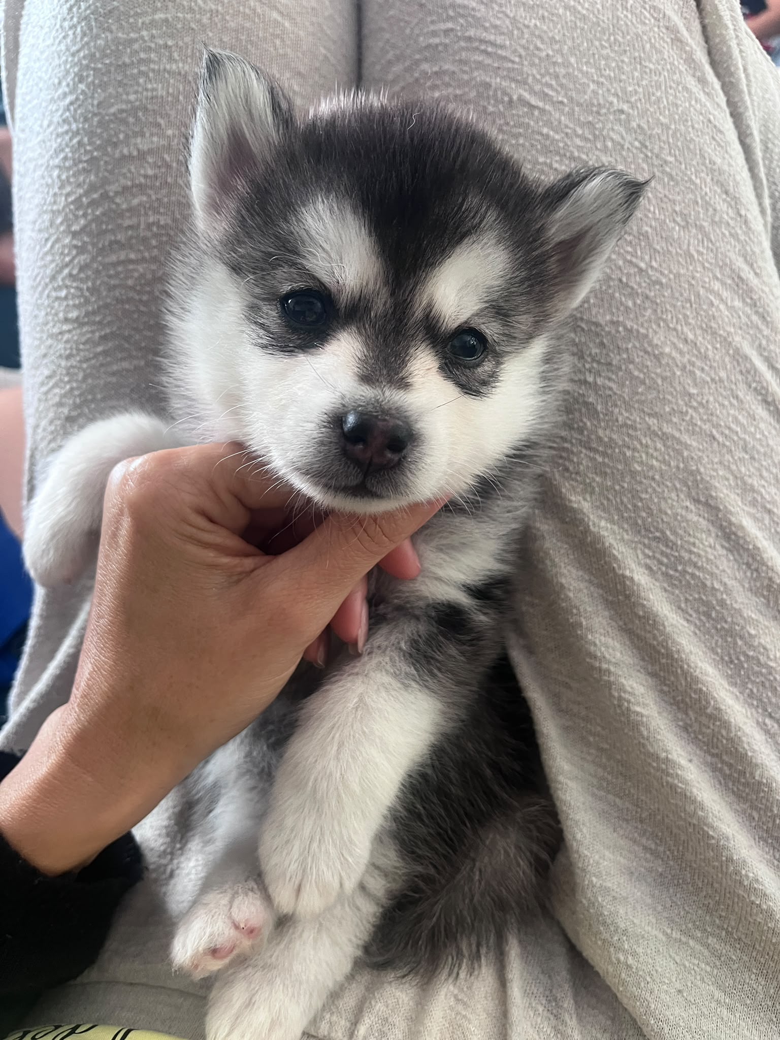 Biscuit - Chiot Pomsky 3