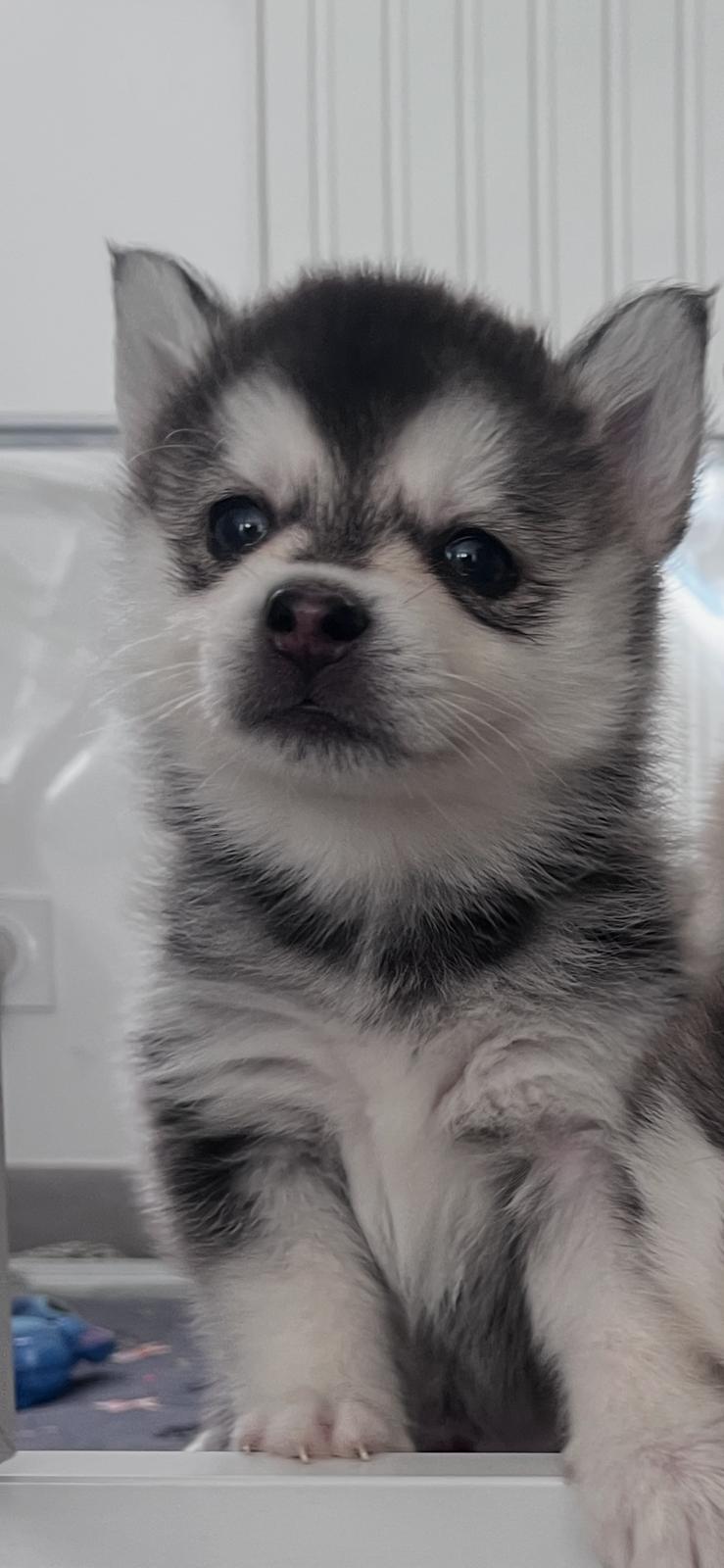 Biscuit - Chiot Pomsky 4