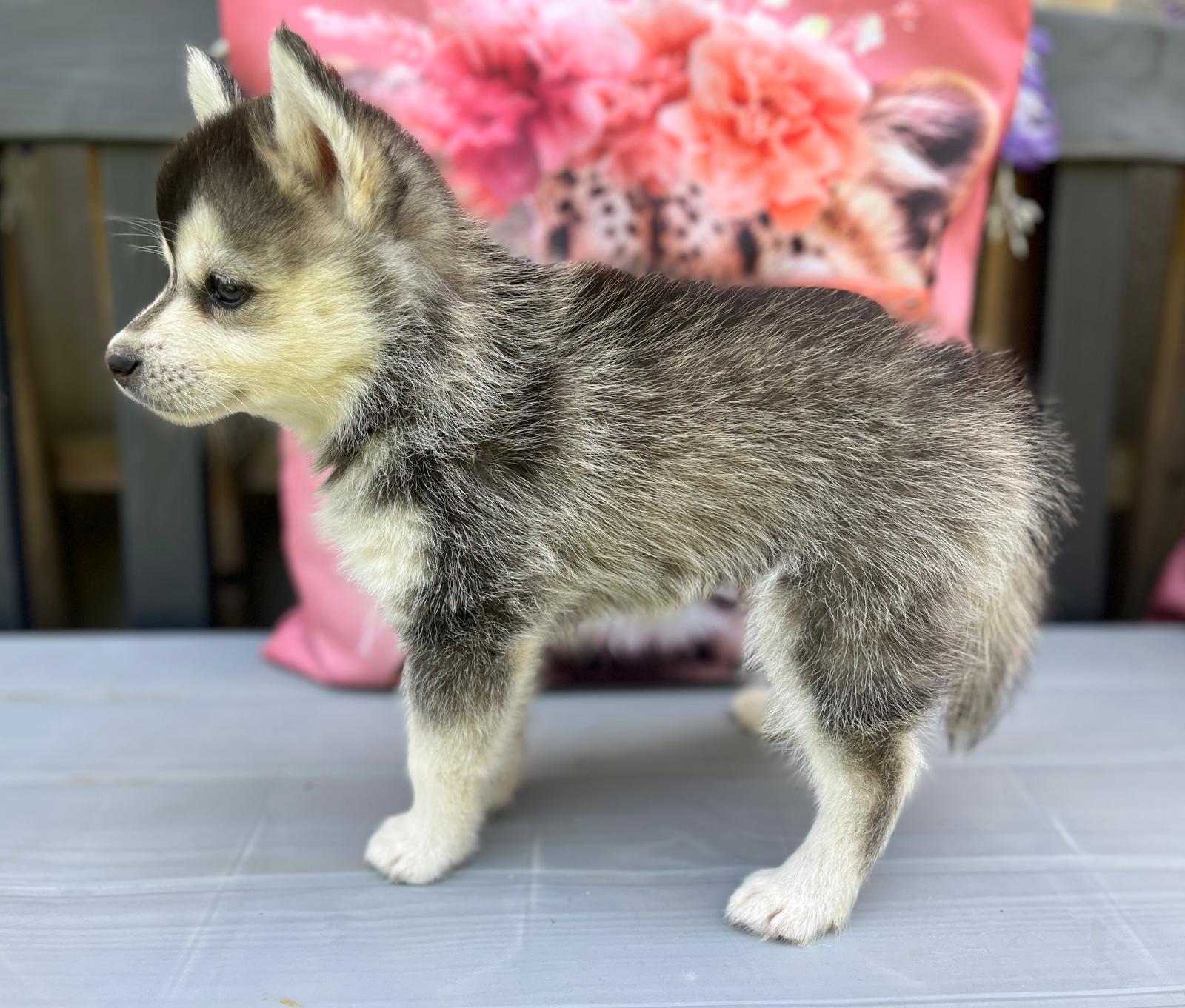 Biscuit - Chiot Pomsky 5