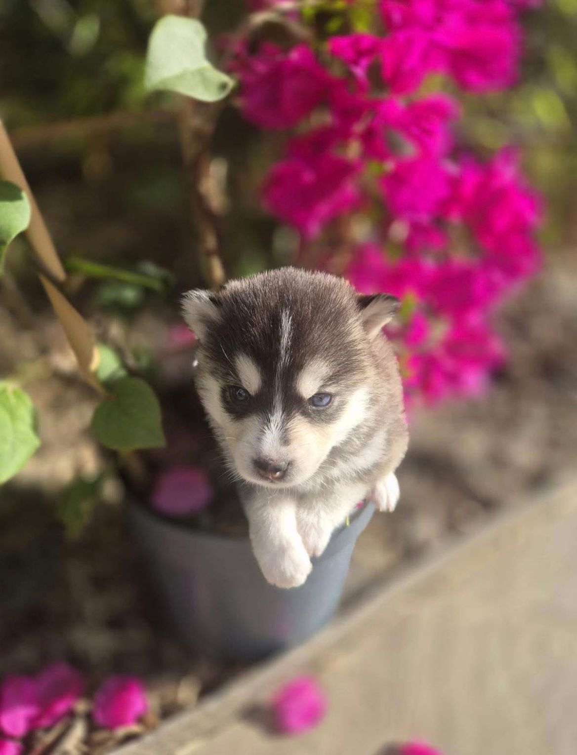 Brownie - Chiot Pomsky 2