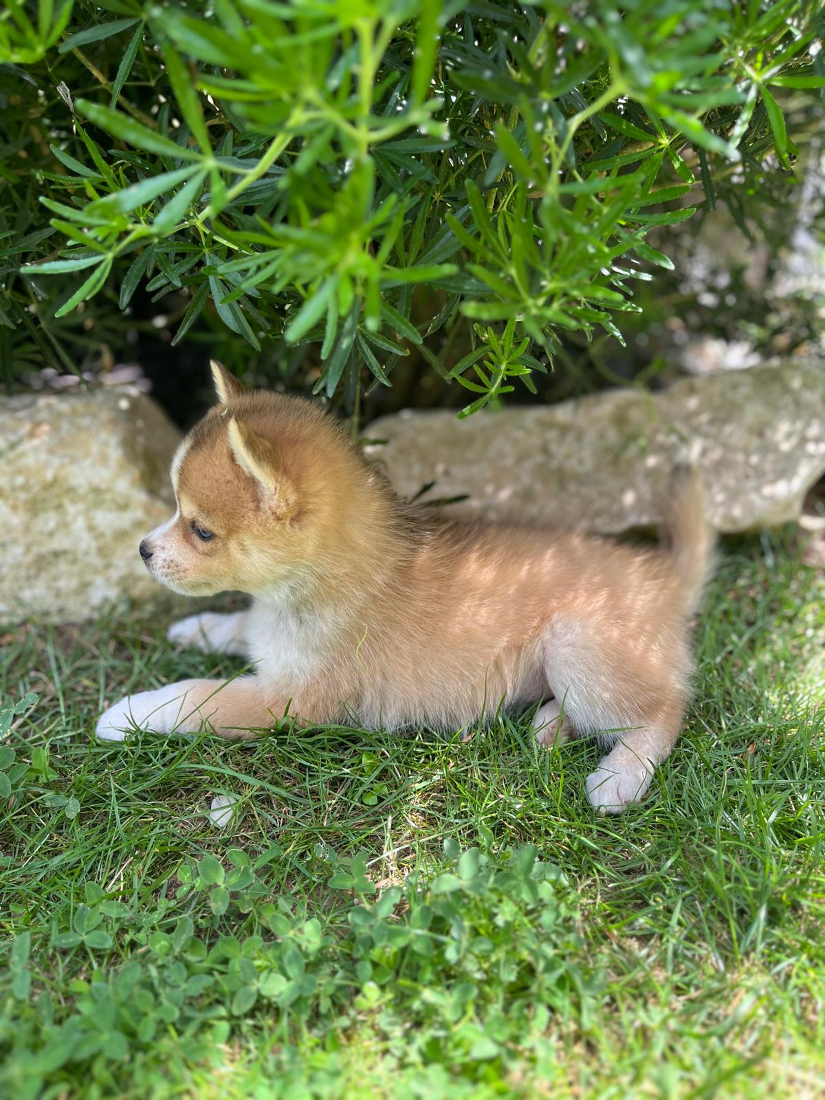 Caramel - Chiot Pomsky 3