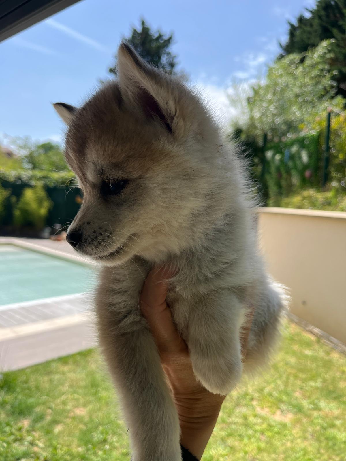 Cookie - Chiot Pomsky 2