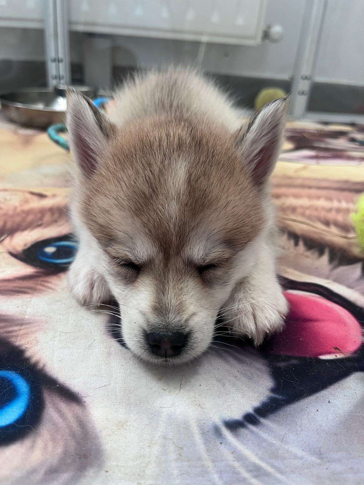 Cookie - Chiot Pomsky 3