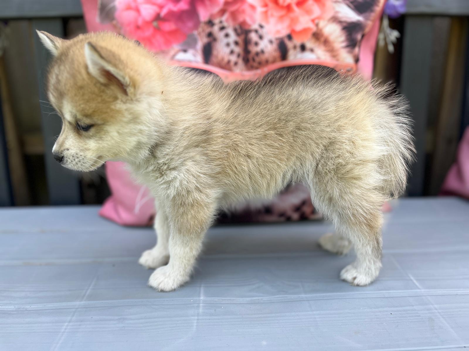 Cookie - Chiot Pomsky 4