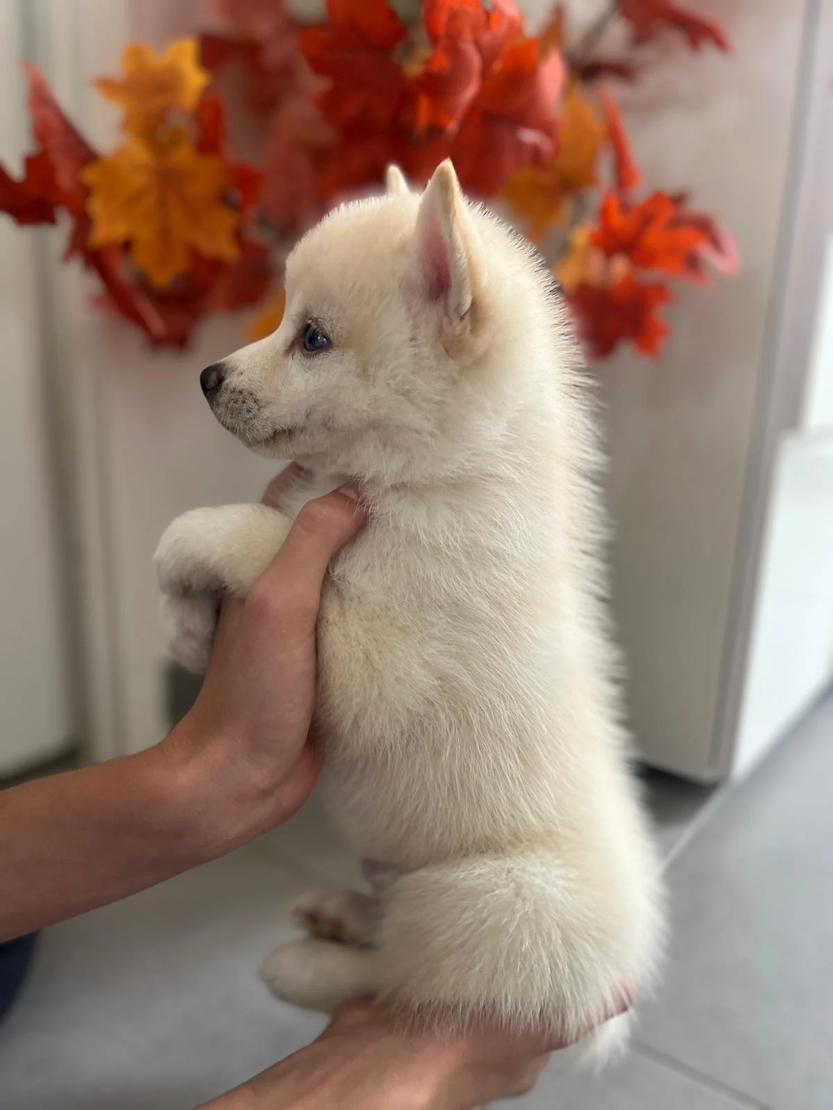 Raffaello - Chiot Pomsky 3