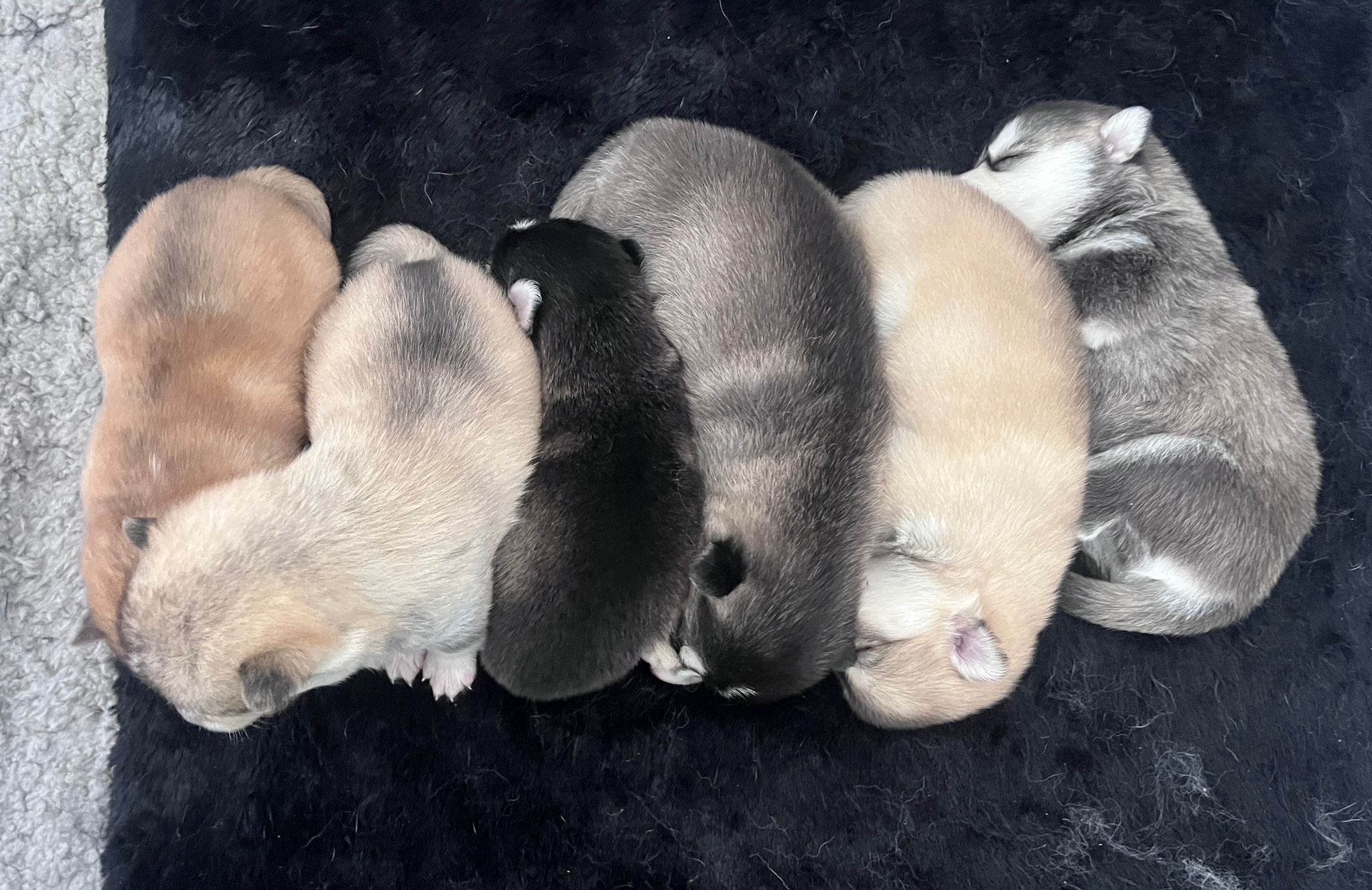 Tous les chiots de la portée 2026