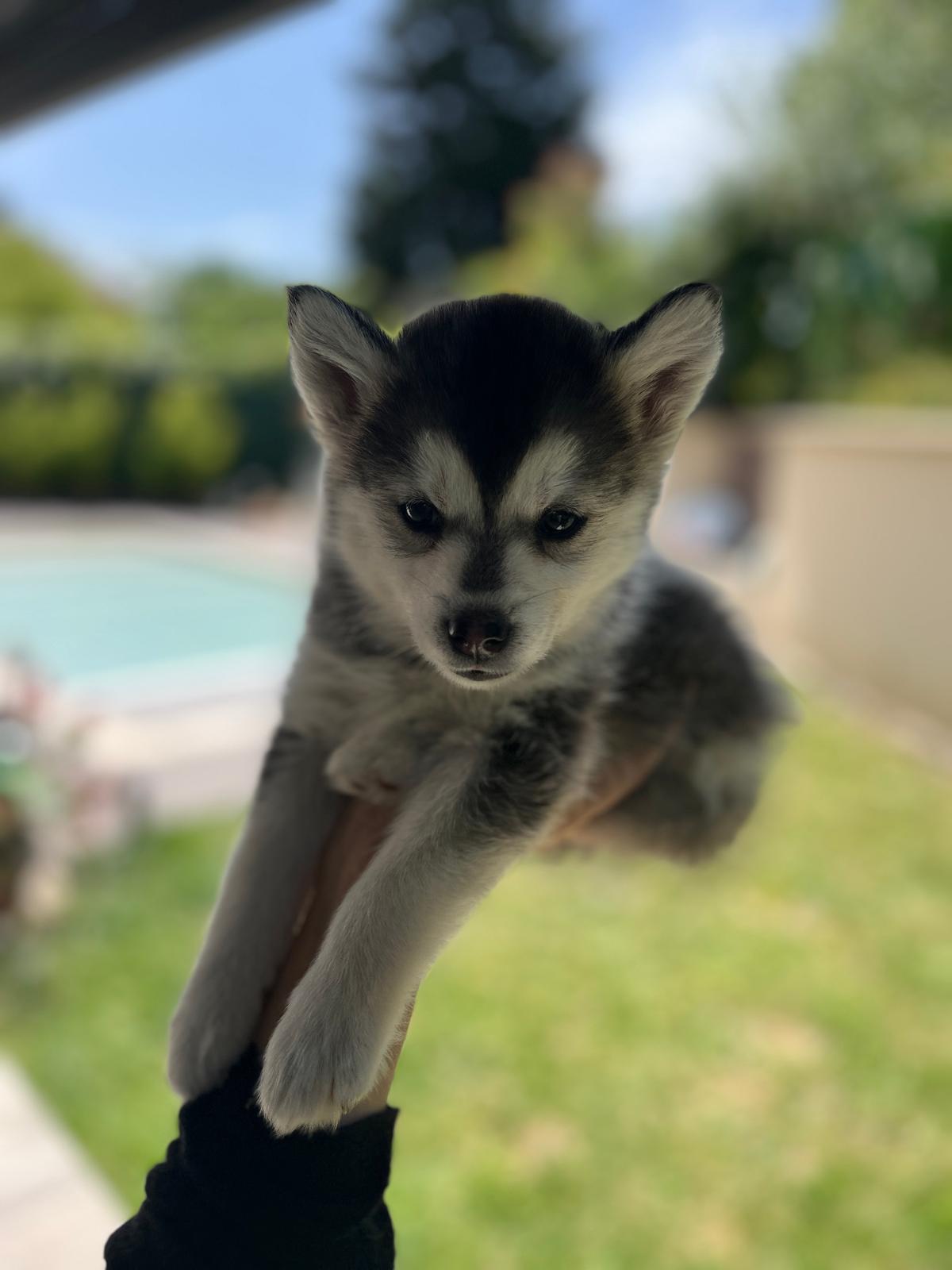 Biscuit - Chiot Pomsky 3