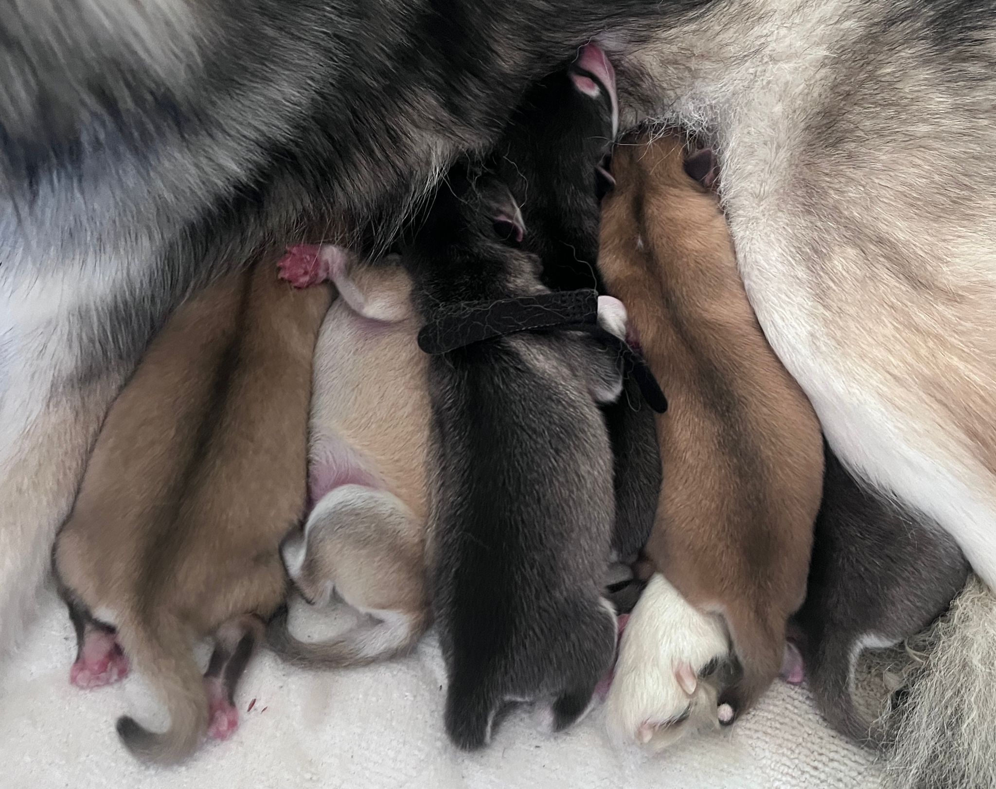 Les chiots de Naya — 1er mai 2026