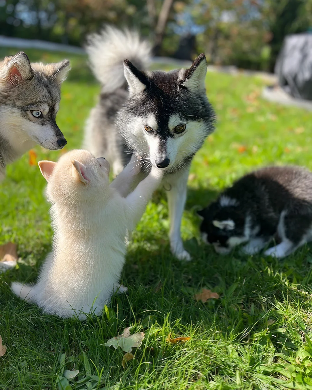 Nos Chiennes - Au Paradis du Pomsky
