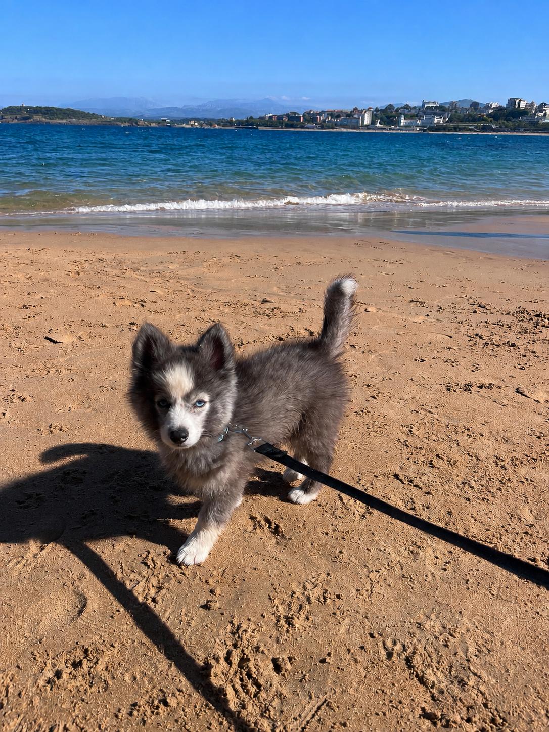 Kinaï - Pomsky F4