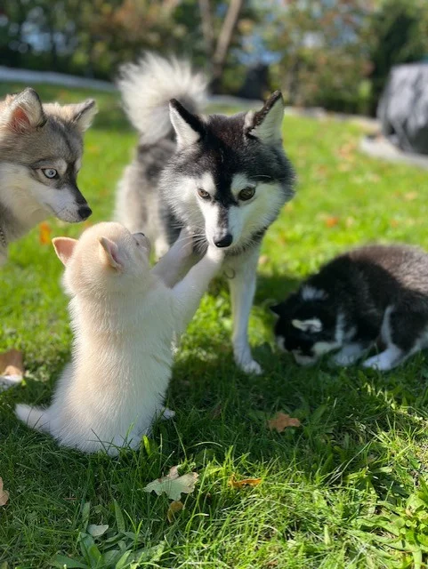 Raffaello avec ses frères et soeurs