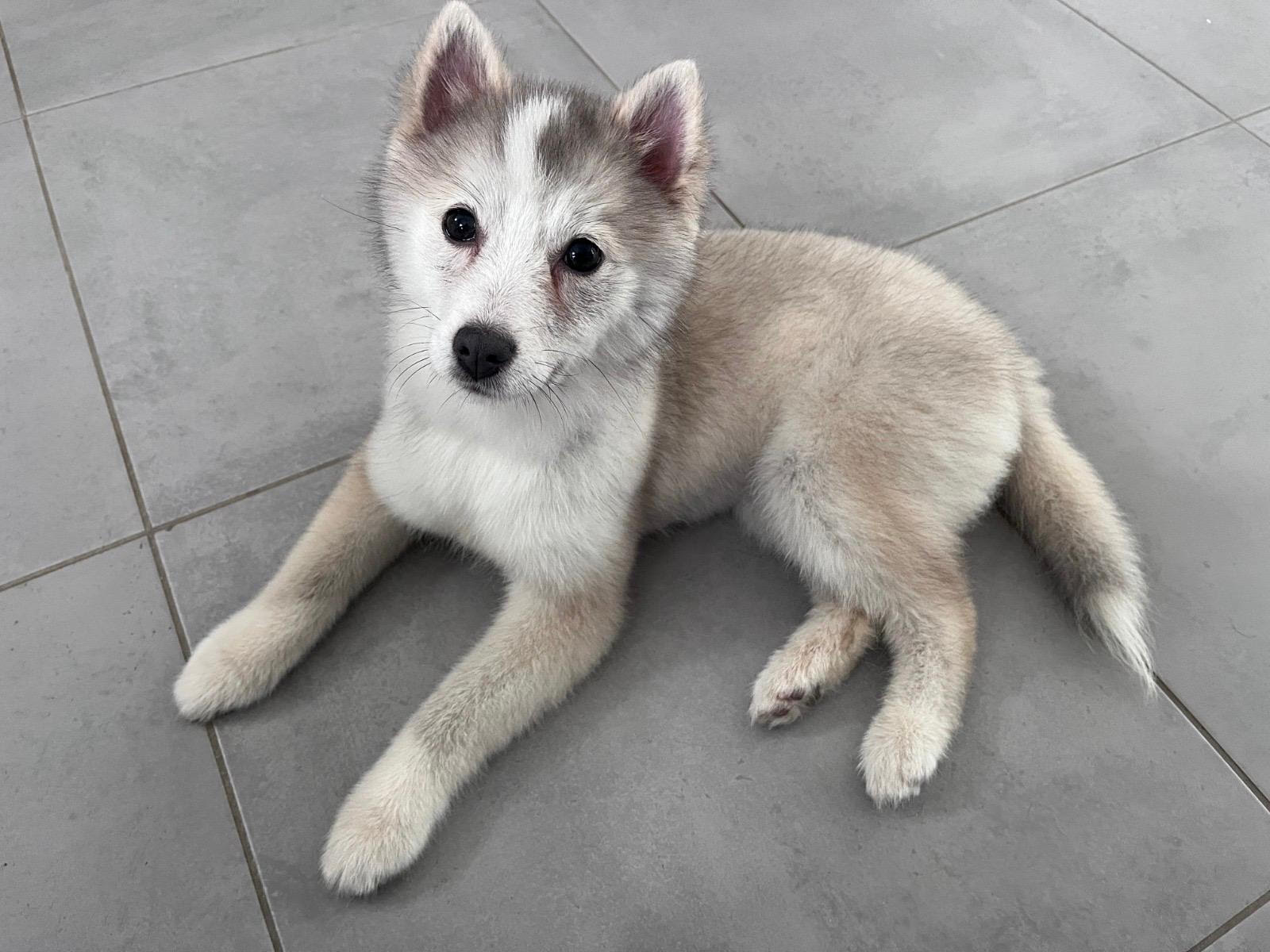 Luna - Pomsky F4