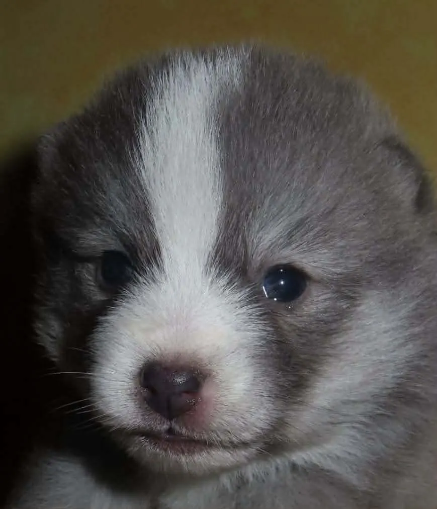 Luna chiot - Photo 3