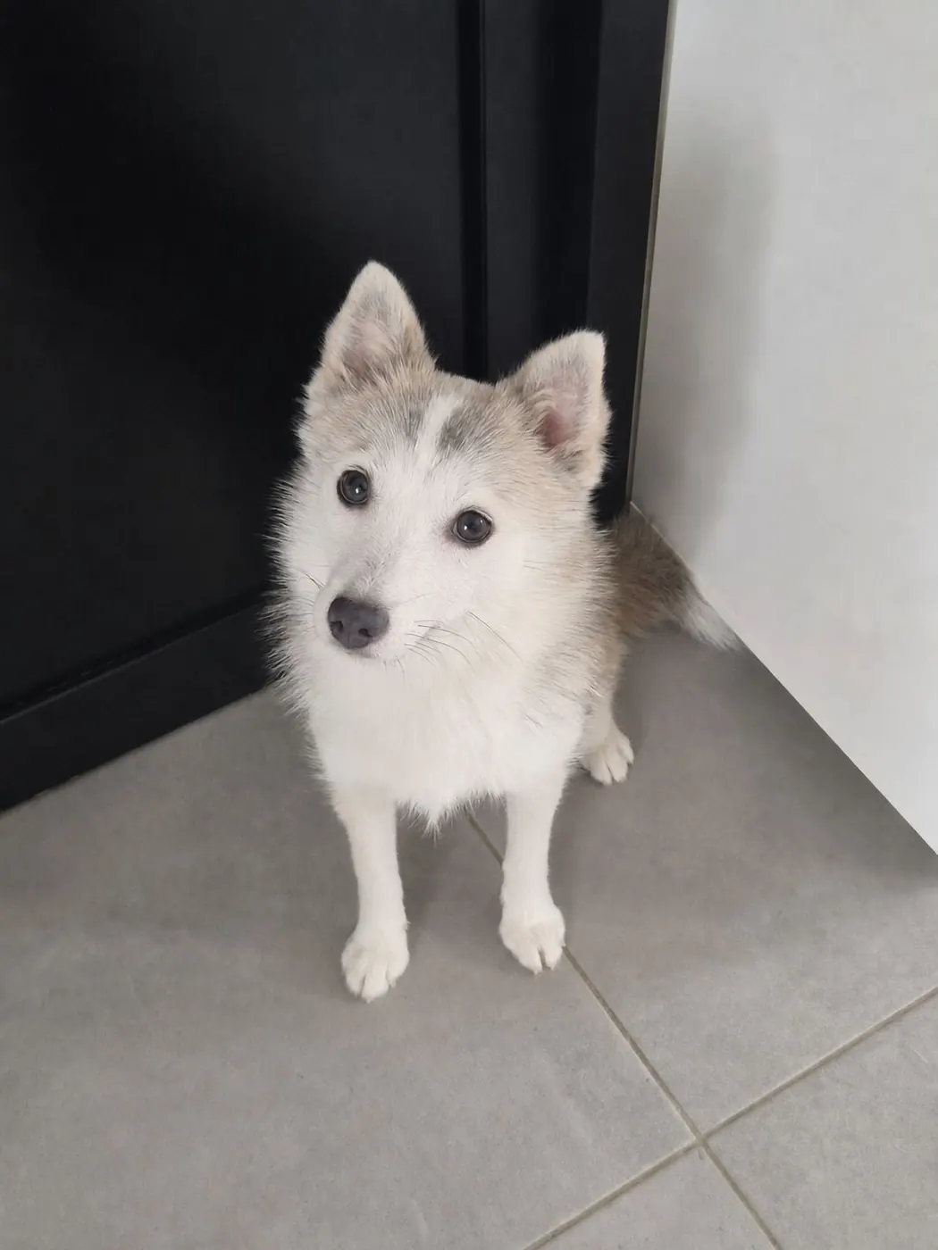 Luna - Photo 2