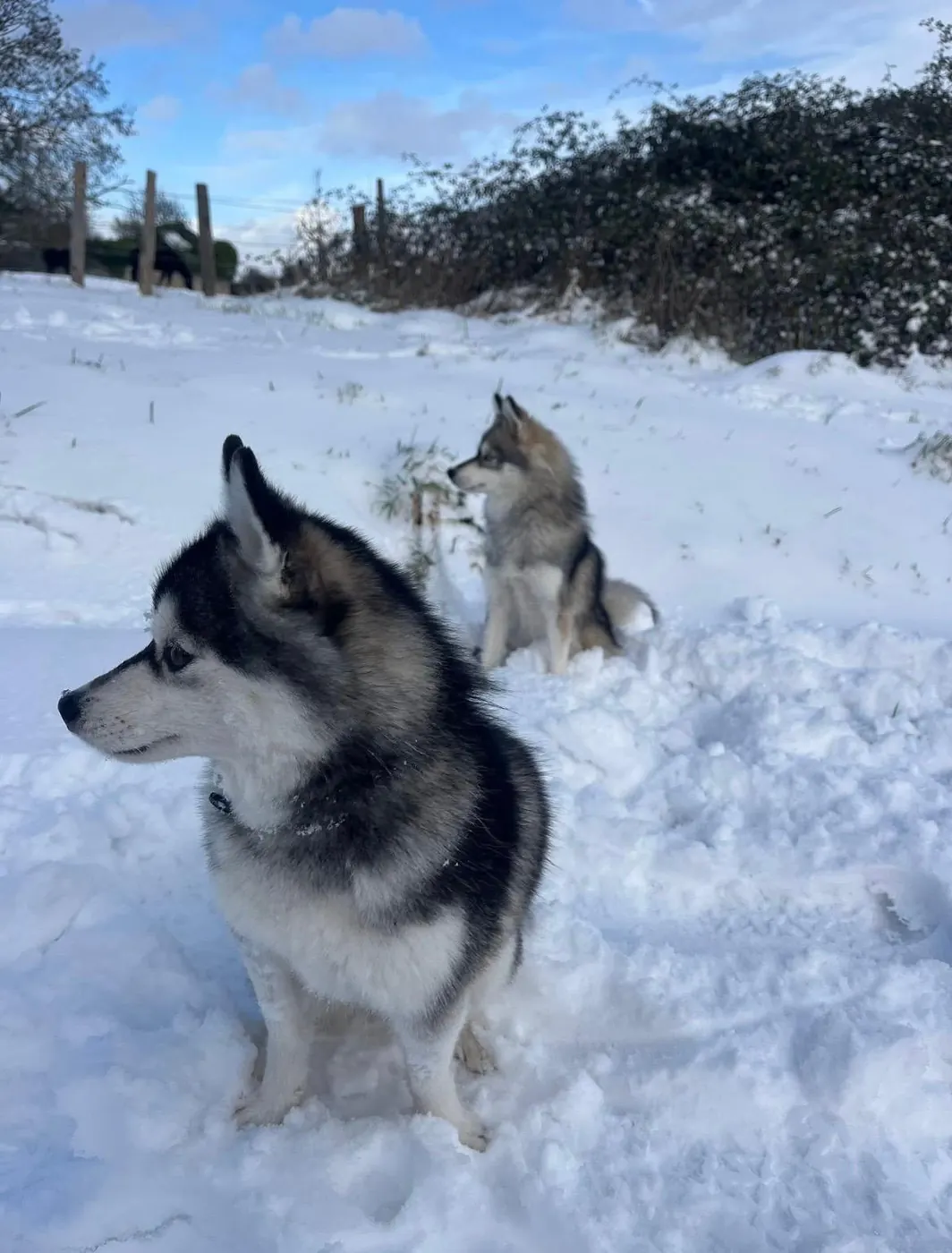 La meute dans la neige