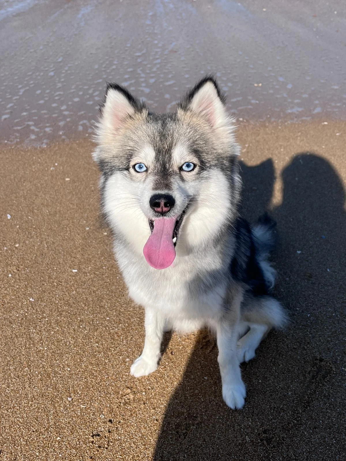 Naya - Pomsky Mini F4