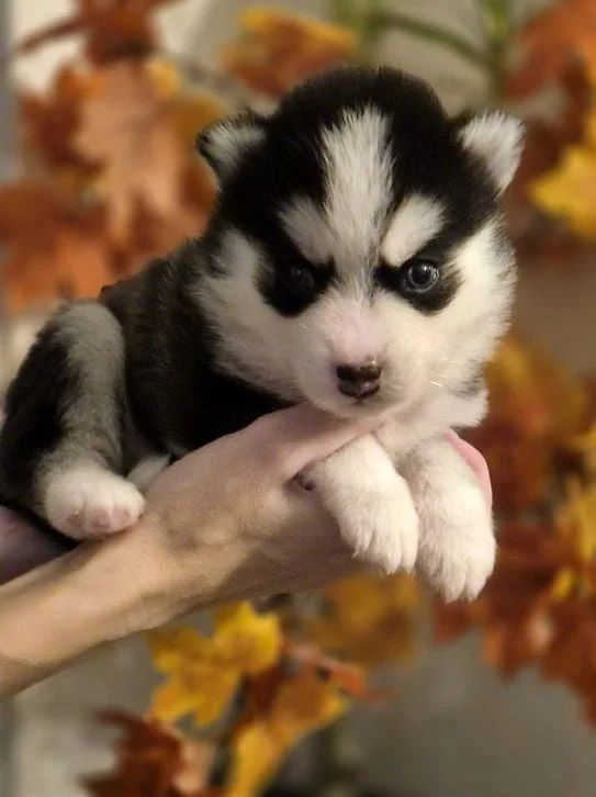 Oreo - Chiot Pomsky