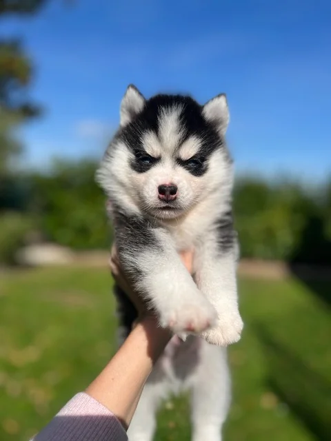 Oreo - Chiot Pomsky 7