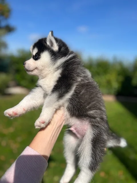 Oreo - Chiot Pomsky 5