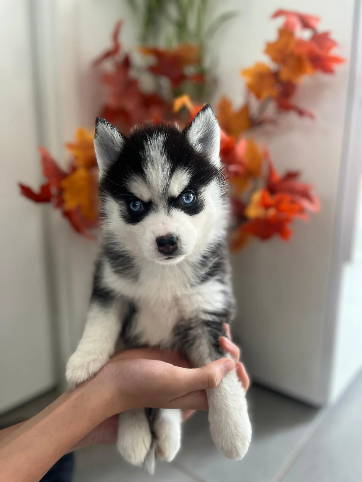 Oreo - Chiot Pomsky 1