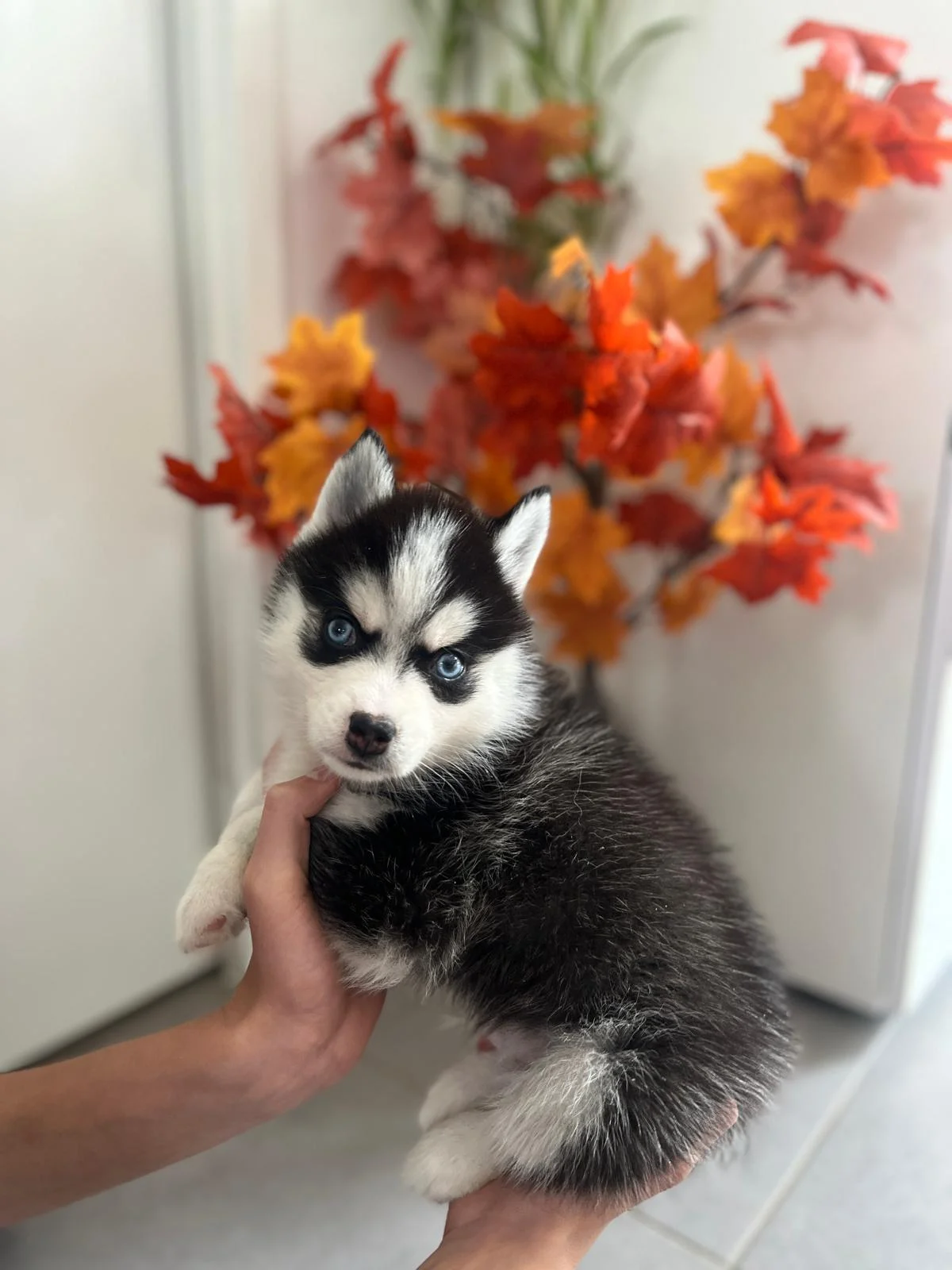 Oreo - Chiot Pomsky 2