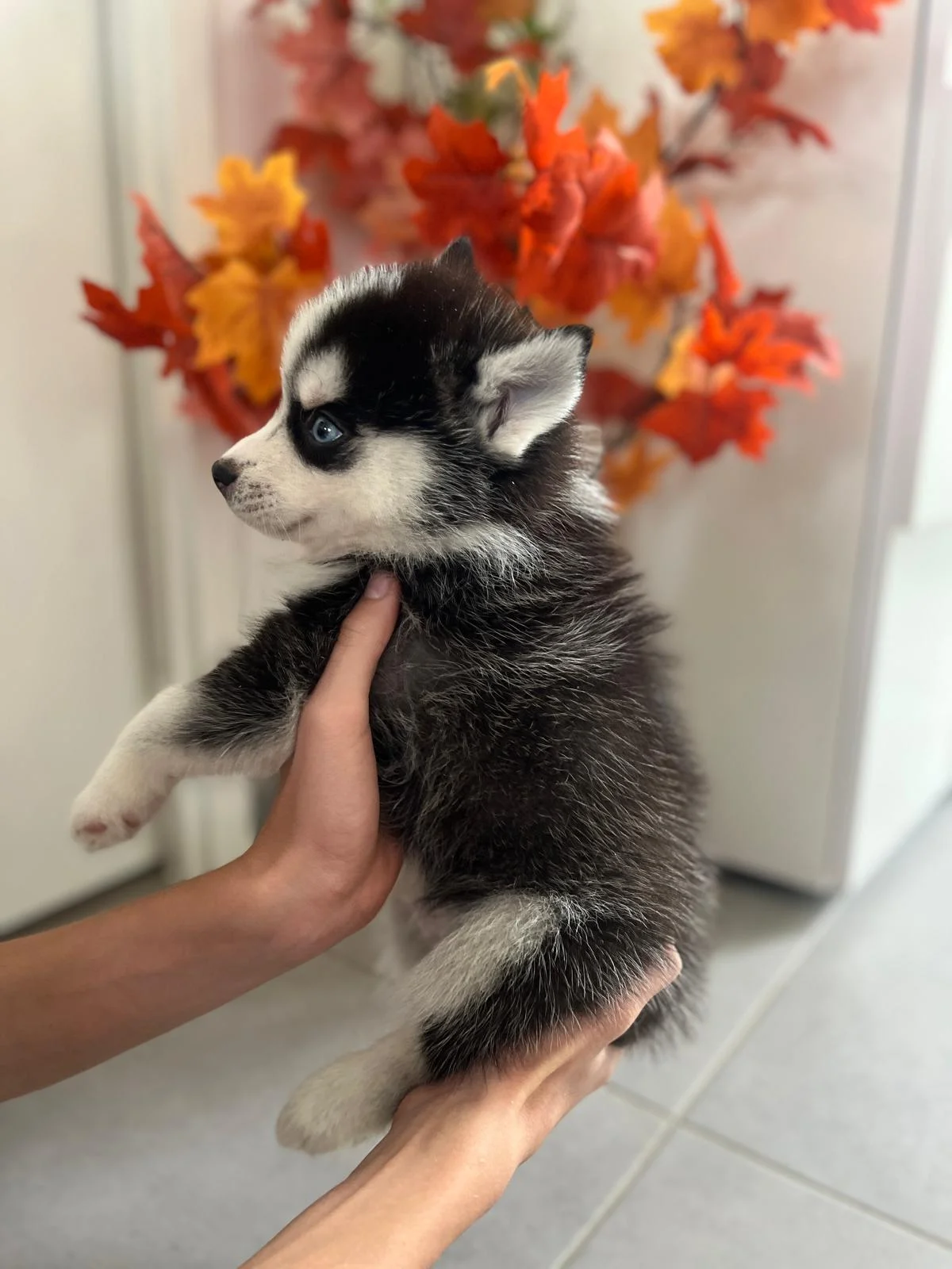 Oreo - Chiot Pomsky 3