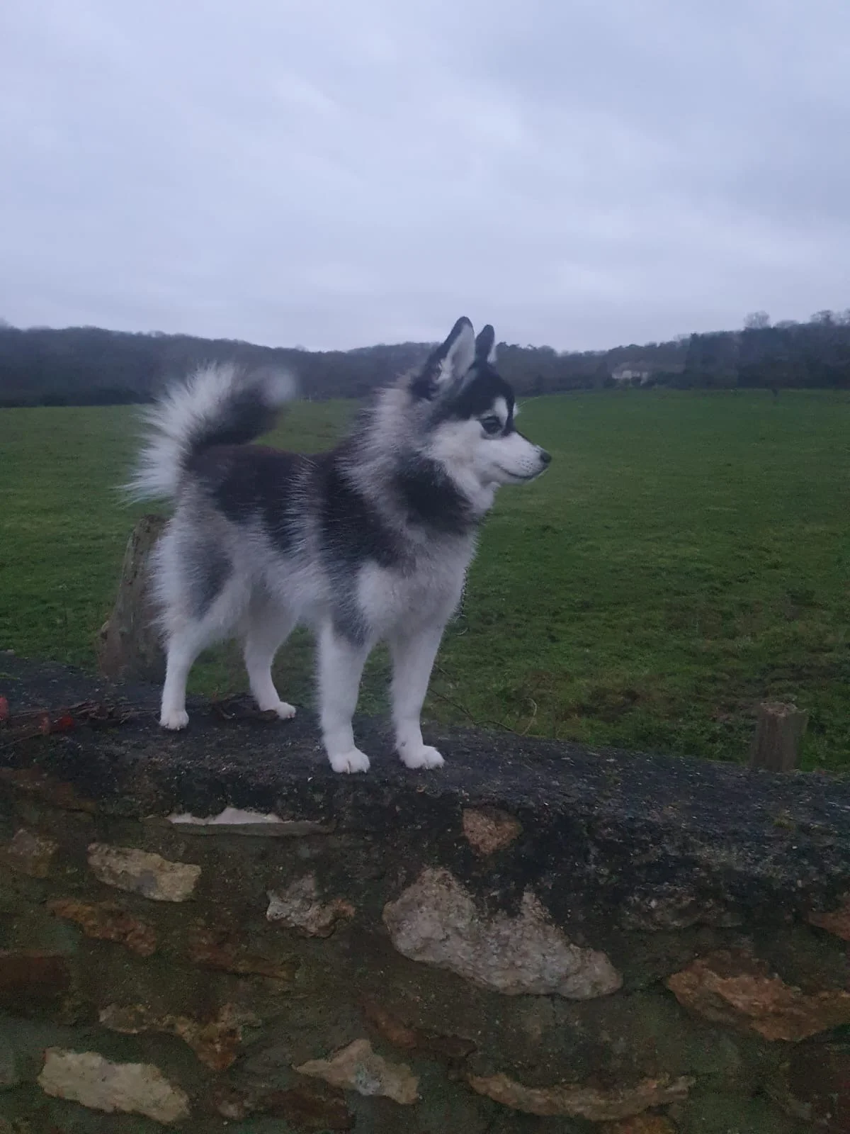 Tiana - Pomsky Toy F3